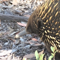 Tachyglossus aculeatus at Carwoola, NSW - 2 Mar 2019