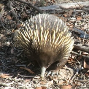 Tachyglossus aculeatus at Carwoola, NSW - 2 Mar 2019