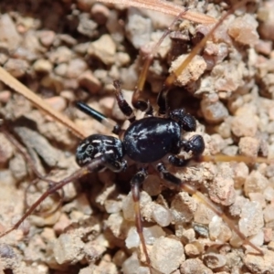 Zodariidae (family) at Evatt, ACT - 2 Mar 2019 09:52 AM