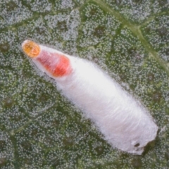 Pulvinaria sp. (genus) (Unidentified Pulvinaria scale insect) at ANBG - 26 Feb 2019 by TimL