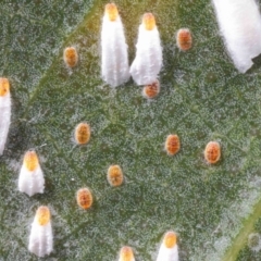 Pulvinaria sp. (genus) at Acton, ACT - 26 Feb 2019