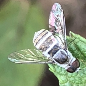 Villa sp. (genus) at Monash, ACT - 2 Mar 2019