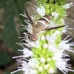 Villa sp. (genus) at Monash, ACT - 2 Mar 2019