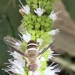 Villa sp. (genus) at Monash, ACT - 2 Mar 2019 04:24 PM