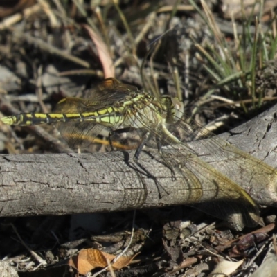 Orthetrum caledonicum (Blue Skimmer) at Carwoola, NSW - 1 Mar 2019 by KumikoCallaway