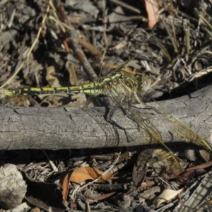 Orthetrum caledonicum at Carwoola, NSW - 2 Mar 2019 09:41 AM