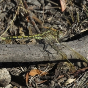 Orthetrum caledonicum at Carwoola, NSW - 2 Mar 2019