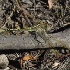 Orthetrum caledonicum at Carwoola, NSW - 2 Mar 2019