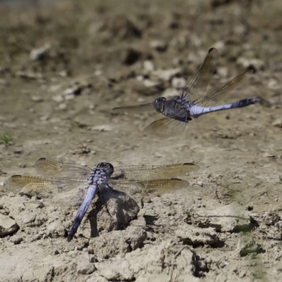 Orthetrum caledonicum (Blue Skimmer) at Mulligans Flat - 2 Mar 2019 by DPRees125