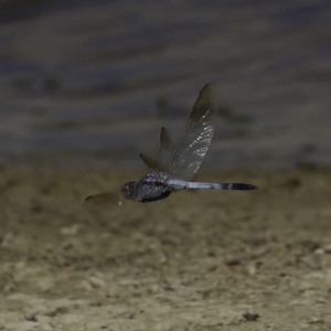 Orthetrum caledonicum at Amaroo, ACT - 2 Mar 2019