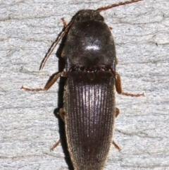 Elateridae sp. (family) (Unidentified click beetle) at Rosedale, NSW - 25 Feb 2019 by jbromilow50