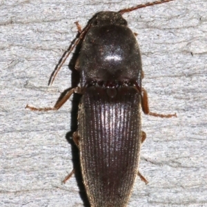 Elateridae sp. (family) at Rosedale, NSW - 25 Feb 2019