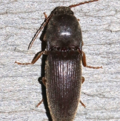 Elateridae (family) (Unidentified click beetle) at Rosedale, NSW - 25 Feb 2019 by jb2602