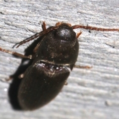 Elateridae sp. (family) at Rosedale, NSW - 25 Feb 2019