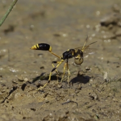 Sceliphron laetum (Common mud dauber wasp) at Mulligans Flat - 2 Mar 2019 by DPRees125