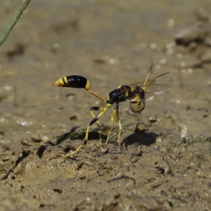 Sceliphron laetum at Amaroo, ACT - 2 Mar 2019 11:26 AM