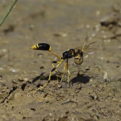 Sceliphron laetum (Common mud dauber wasp) at Mulligans Flat - 2 Mar 2019 by DPRees125