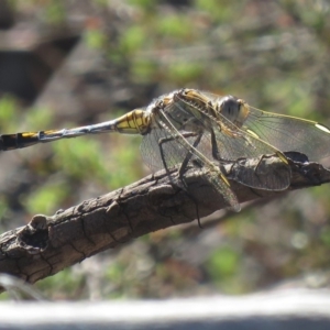 Orthetrum caledonicum at Carwoola, NSW - 2 Mar 2019