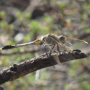 Orthetrum caledonicum at Carwoola, NSW - 2 Mar 2019