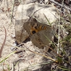 Junonia villida (Meadow Argus) at Mount Mugga Mugga - 2 Mar 2019 by Mike