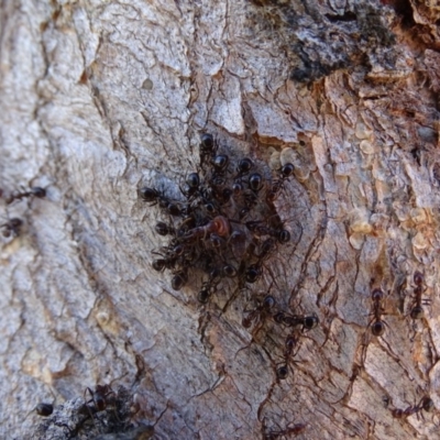 Papyrius nitidus (Shining Coconut Ant) at Symonston, ACT - 2 Mar 2019 by Mike