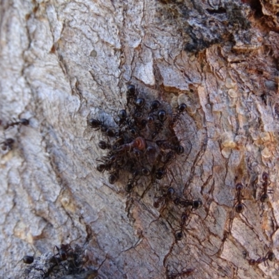 Papyrius nitidus (Shining Coconut Ant) at Mount Mugga Mugga - 2 Mar 2019 by Mike