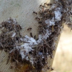 Papyrius nitidus (Shining Coconut Ant) at O'Malley, ACT - 2 Mar 2019 by Mike