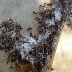 Papyrius nitidus at O'Malley, ACT - suppressed