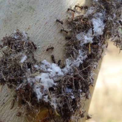 Papyrius nitidus (Shining Coconut Ant) at O'Malley, ACT - 2 Mar 2019 by Mike