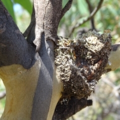 Papyrius nitidus at O'Malley, ACT - suppressed