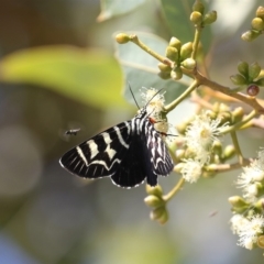 Comocrus behri (Mistletoe Day Moth) at Acton, ACT - 1 Mar 2019 by Lindell