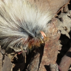 Anthela varia (Hairy Mary) at Carwoola, NSW - 2 Mar 2019 by KumikoCallaway