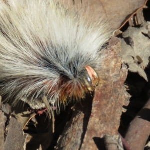 Anthela varia at Carwoola, NSW - 2 Mar 2019