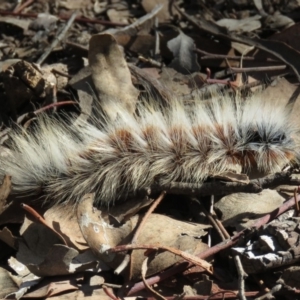 Anthela varia at Carwoola, NSW - 2 Mar 2019