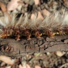 Anthela varia at Carwoola, NSW - 2 Mar 2019