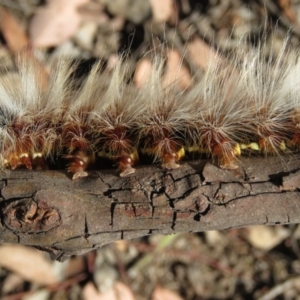 Anthela varia at Carwoola, NSW - 2 Mar 2019