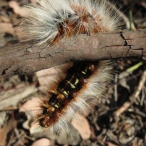 Anthela varia at Carwoola, NSW - 2 Mar 2019