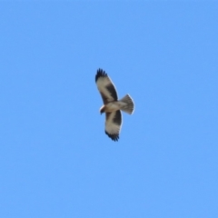 Hieraaetus morphnoides (Little Eagle) at Gilmore, ACT - 2 Mar 2019 by KumikoCallaway