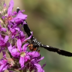 Phalaenoides tristifica (Willow-herb Day-moth) at Cotter River, ACT - 2 Mar 2019 by rawshorty