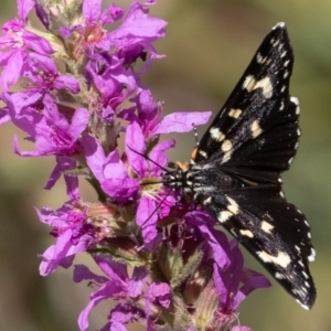 Phalaenoides tristifica at Cotter River, ACT - 2 Mar 2019 10:11 AM