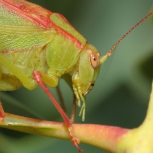 Caedicia simplex at Hackett, ACT - 1 Mar 2019