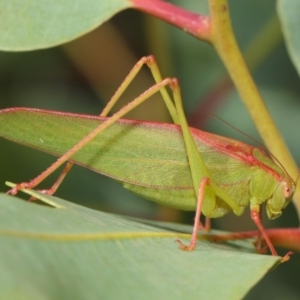 Caedicia simplex at Hackett, ACT - 1 Mar 2019