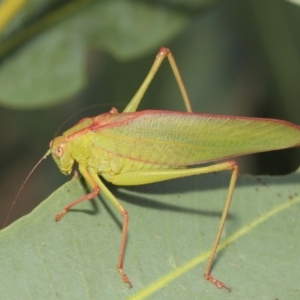 Caedicia simplex at Hackett, ACT - 1 Mar 2019