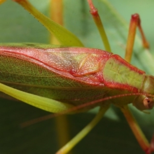 Caedicia simplex at Hackett, ACT - 1 Mar 2019