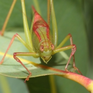 Caedicia simplex at Hackett, ACT - 1 Mar 2019