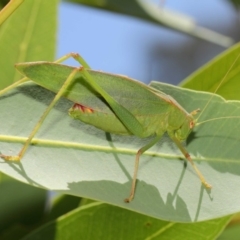 Caedicia simplex (Common Garden Katydid) at ANBG - 27 Feb 2019 by TimL