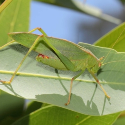 Caedicia simplex (Common Garden Katydid) at Hackett, ACT - 27 Feb 2019 by TimL