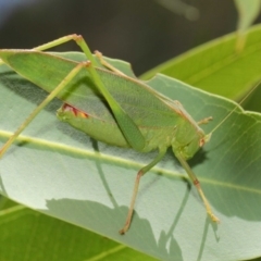 Caedicia simplex at Hackett, ACT - 27 Feb 2019