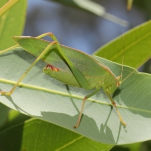 Caedicia simplex at Hackett, ACT - 27 Feb 2019