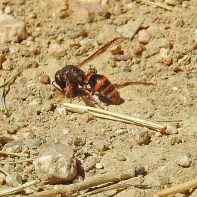 Eumeninae (subfamily) (Unidentified Potter wasp) at Fyshwick, ACT - 1 Mar 2019 by RodDeb